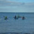 torbay lifesaving gallery of 2024 season Beach Training