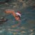 torbay lifesaving gallery of Christmas Fun Gala  2024