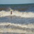 torbay lifesaving gallery of Fun in the waves
